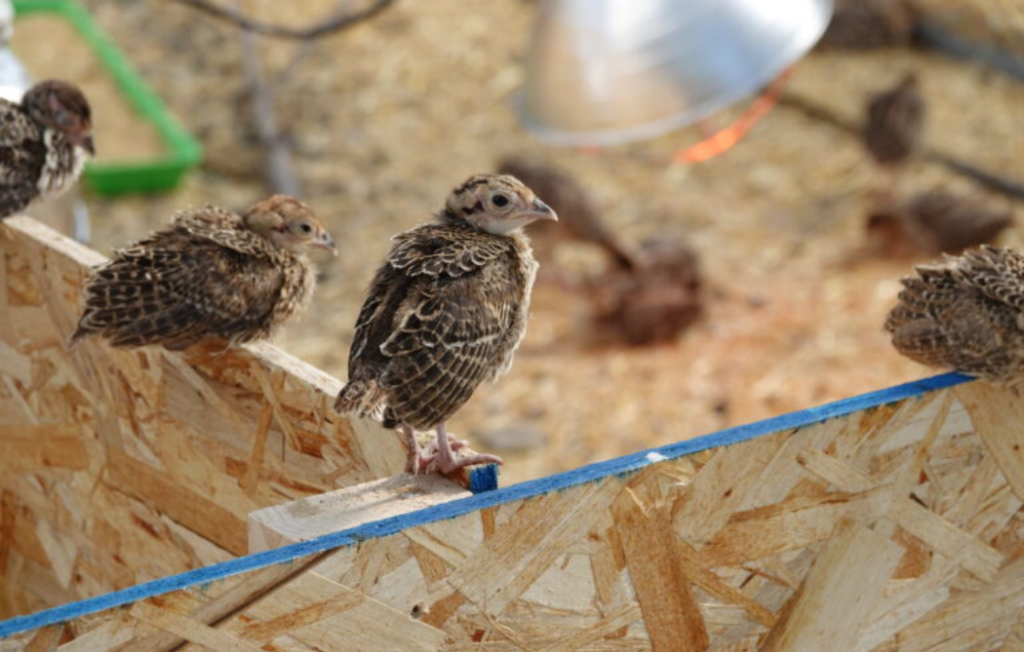 YBGR Sponsors Pheasants Forever with Student-Raised Birds