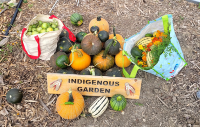Closing the Season in the Indigenous Garden